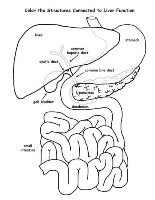 Anatomie Ausmalbilder