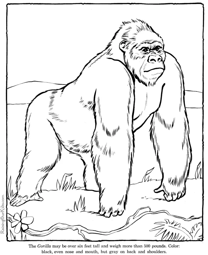 Animal Coloring Pages 24