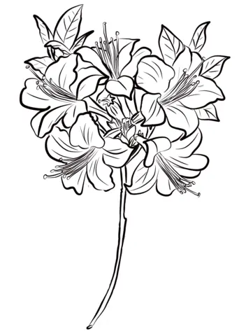 Azalea Coloring Pages 1