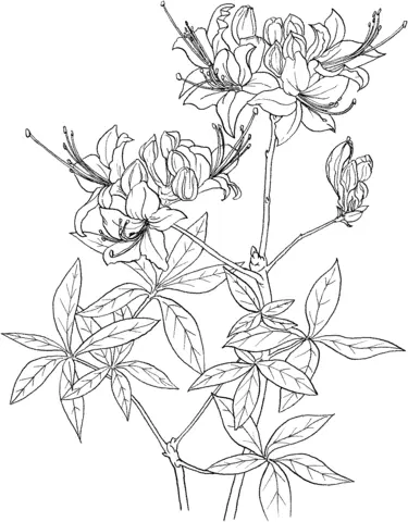 Azalea Coloring Pages 5