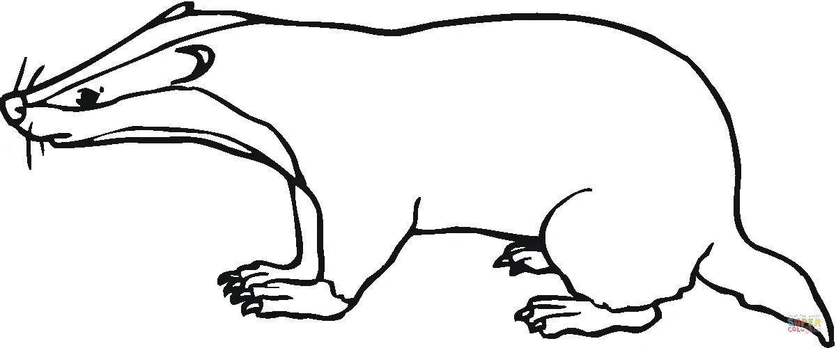 Dachse Ausmalbilder 28