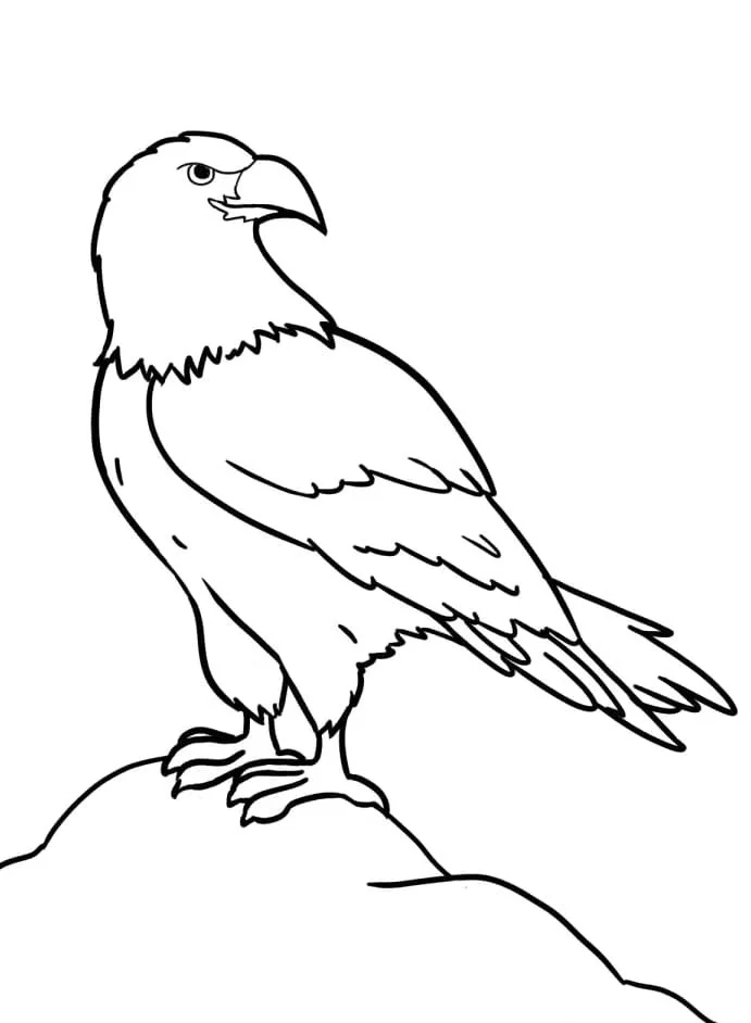 Bald Eagle Ausmalbilder 18