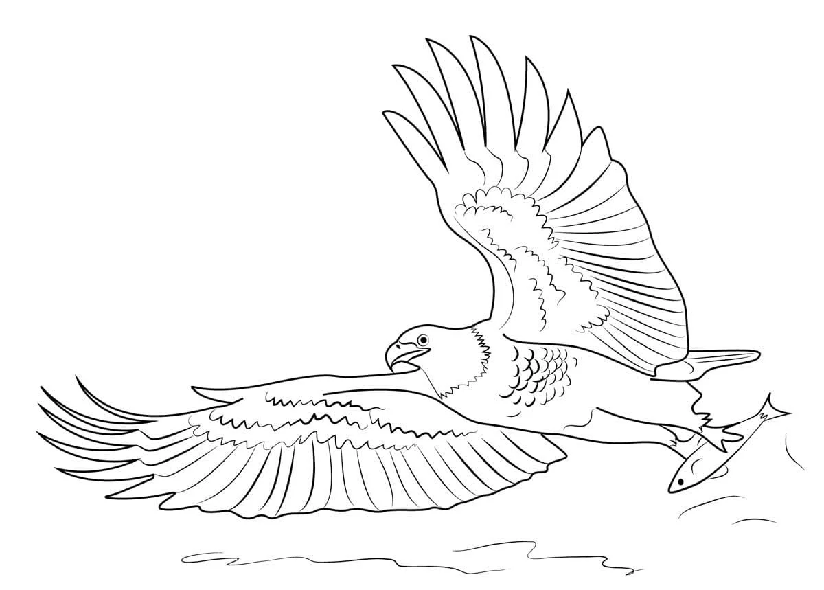 Bald Eagle Ausmalbilder 41