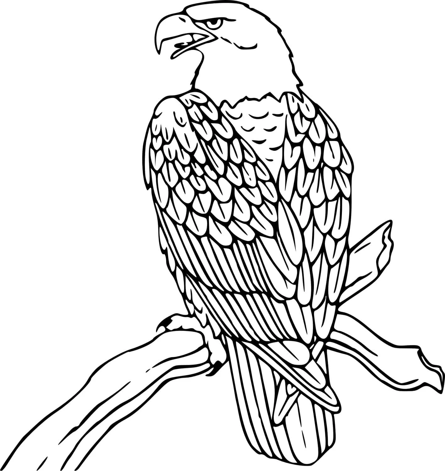 Bald Eagle Ausmalbilder 91