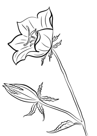 Campanilla Para Colorear