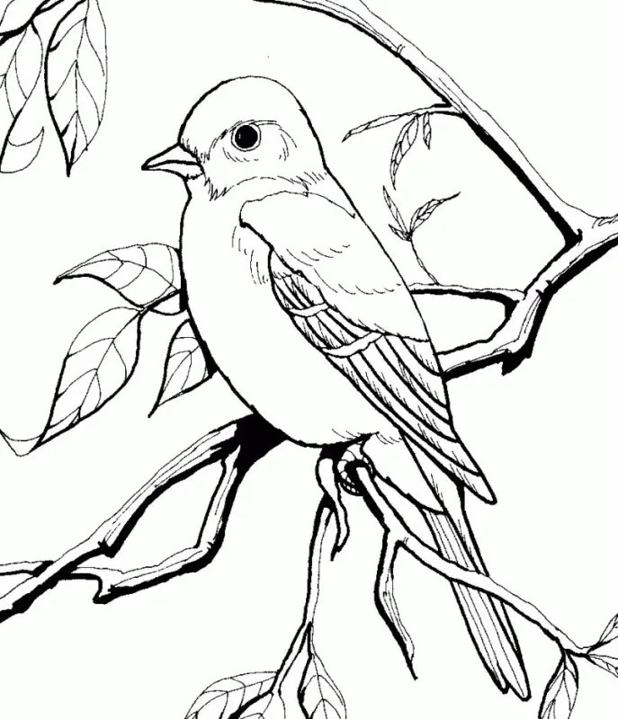 Desenhos de Bird Para Colorir 136