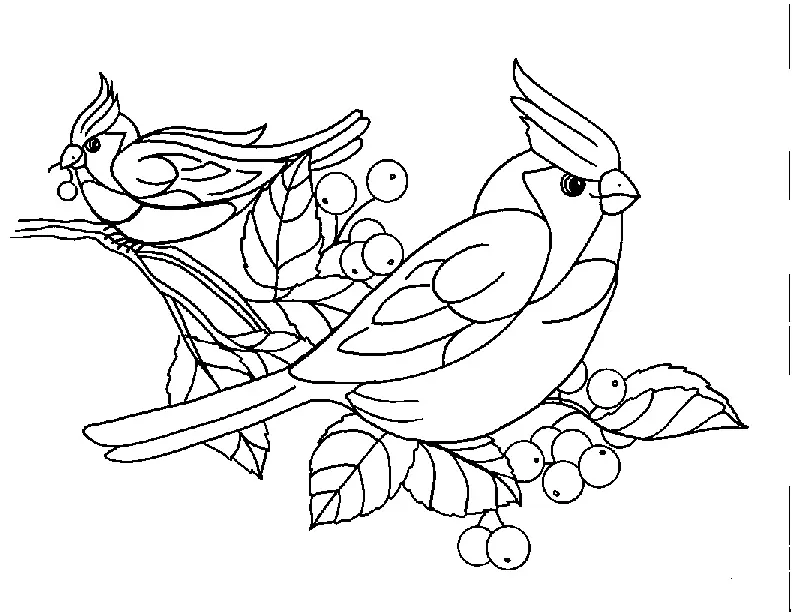 Desenhos de Bird Para Colorir 180