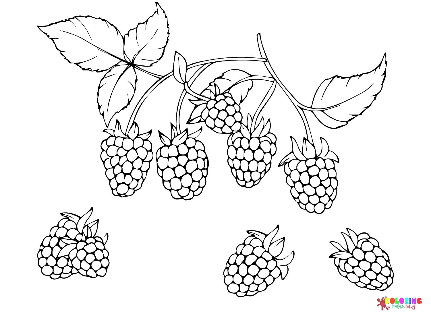 Brombeere Ausmalbilder 5