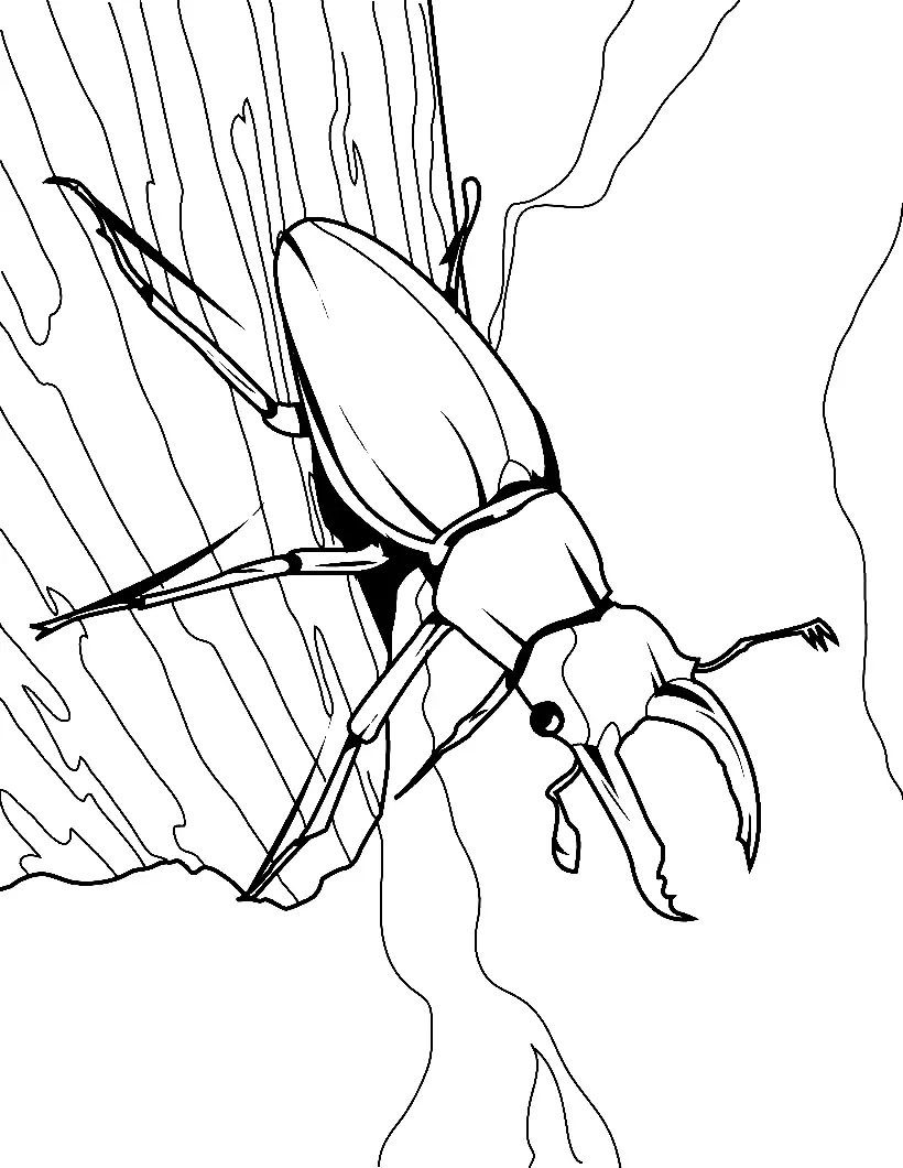 Insekten Ausmalbilder 25
