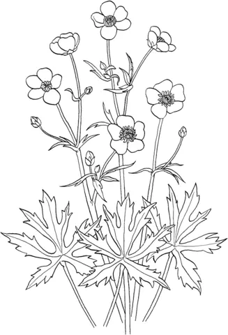 Buttercup Flower Coloring Pages 2