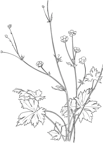 Buttercup Flower Coloring Pages 5