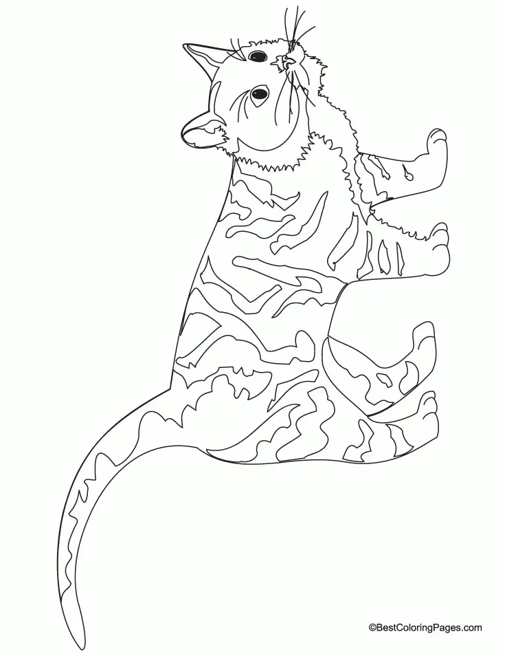 Cat Coloring Pages 86