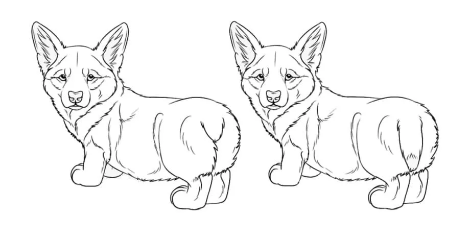Corgi Para Colorir 45