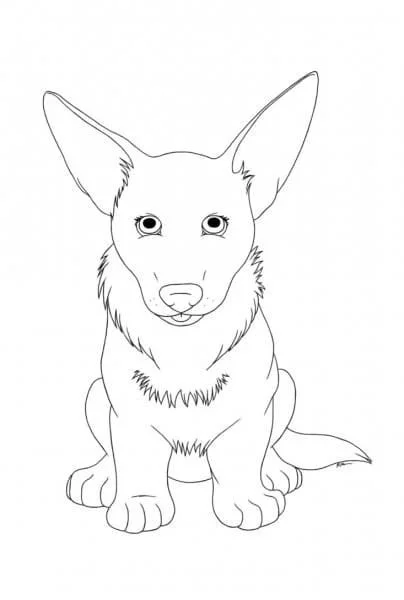Corgi Para Colorir 75