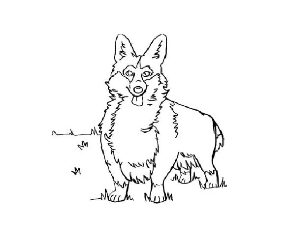 Corgi Para Colorir 9