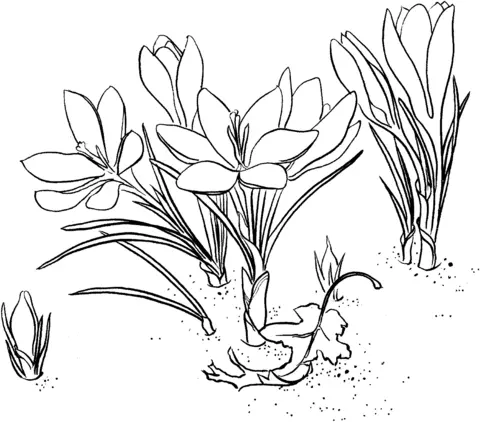 Desenhos de Acafroes Para Colorir 2