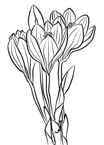 Desenhos de Acafroes Para Colorir 7