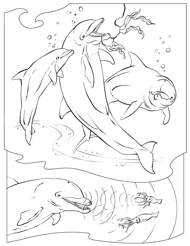 Desenhos de Golfinhos Para Colorir 60