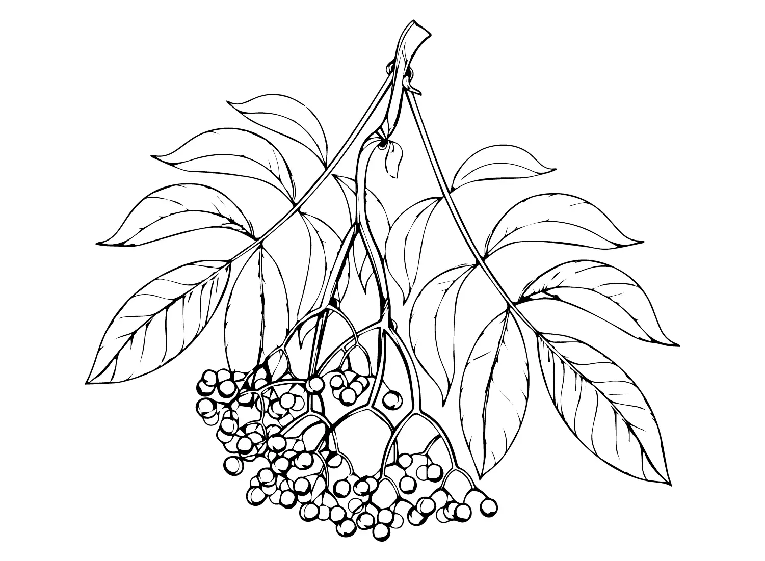 Holunderbeeren Ausmalbilder 5