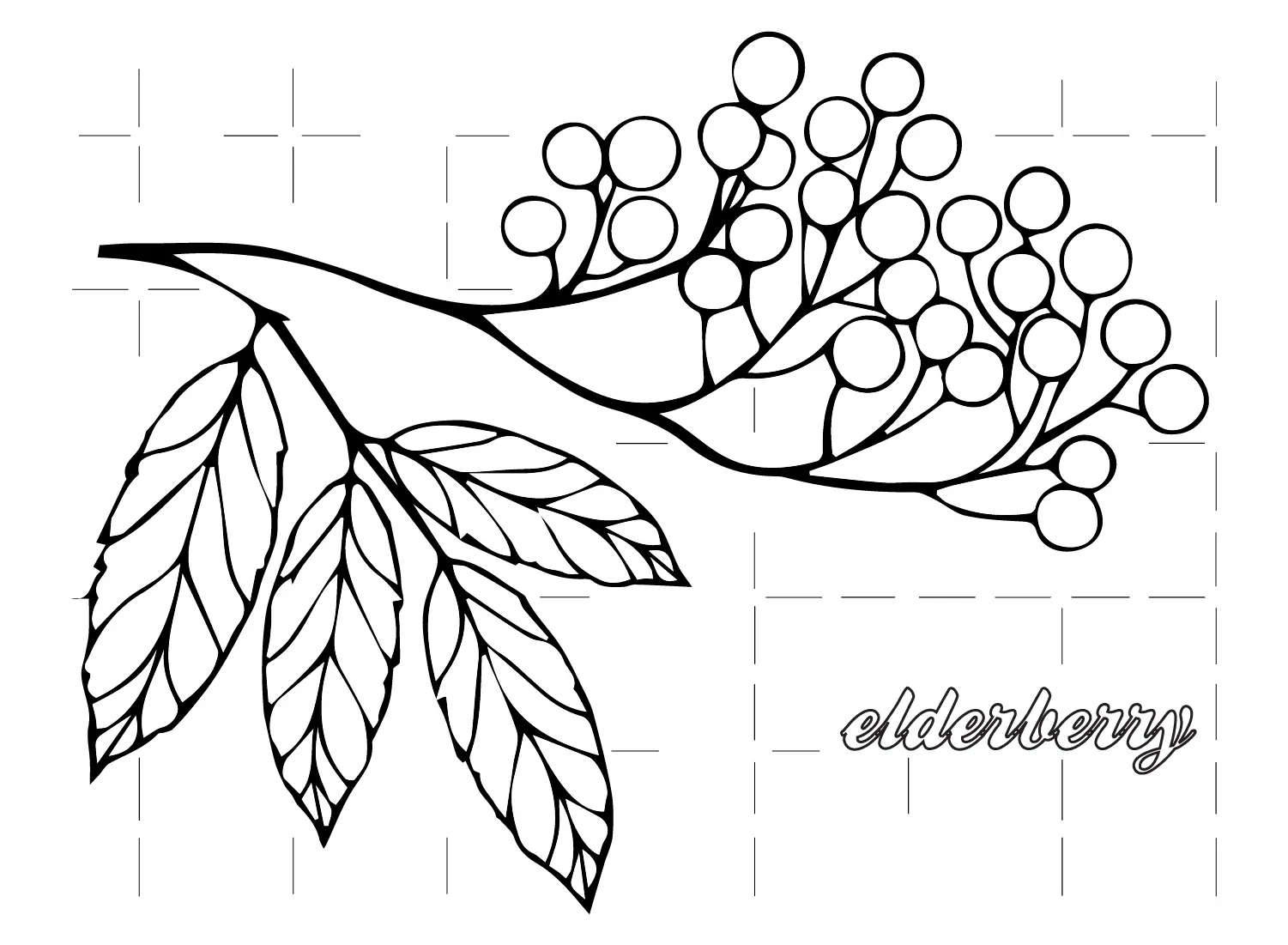 Holunderbeeren Ausmalbilder 6