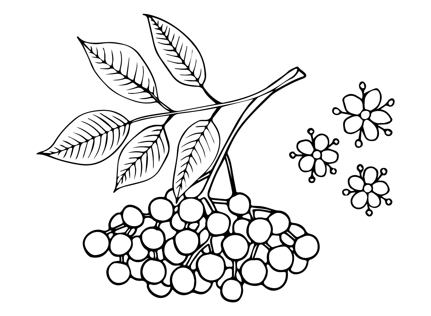 Holunderbeeren Ausmalbilder 9