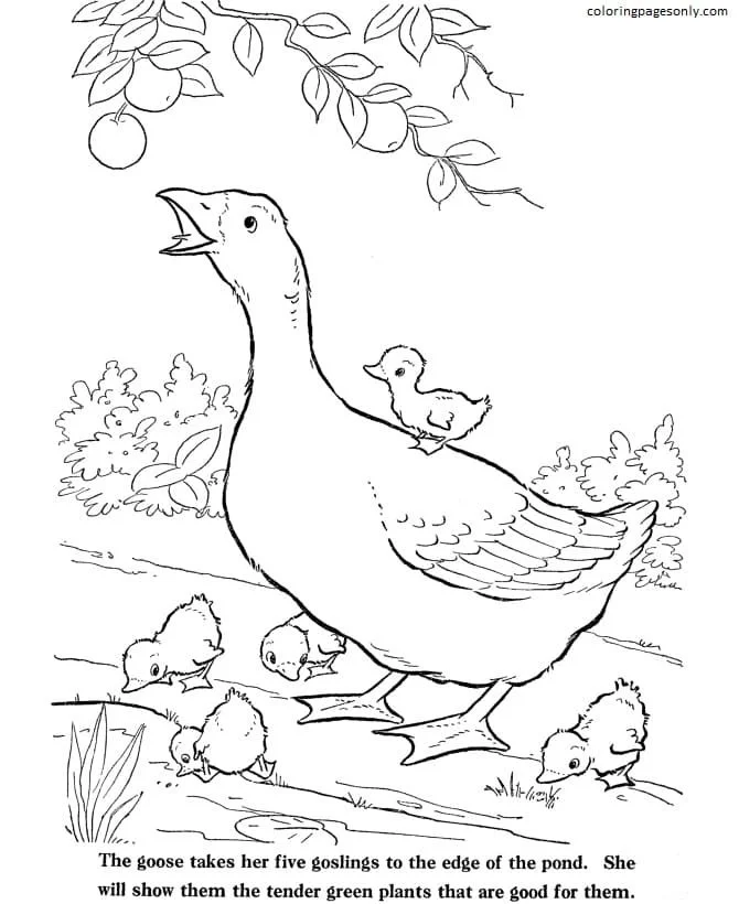 Farm Animal Coloring Pages 32
