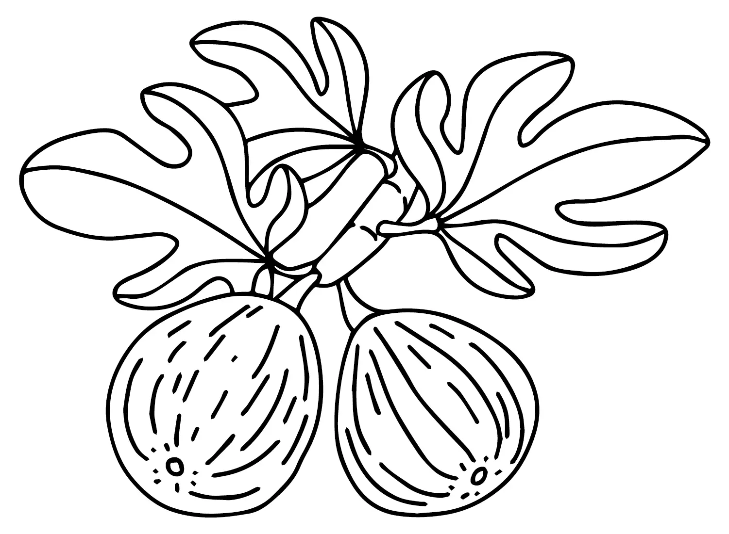 Desenhos de Figos Para Colorir 2
