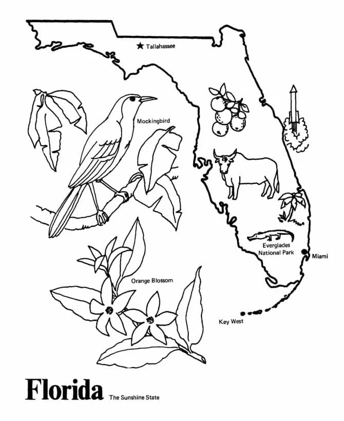Desenhos de Florida Para Colorir 41