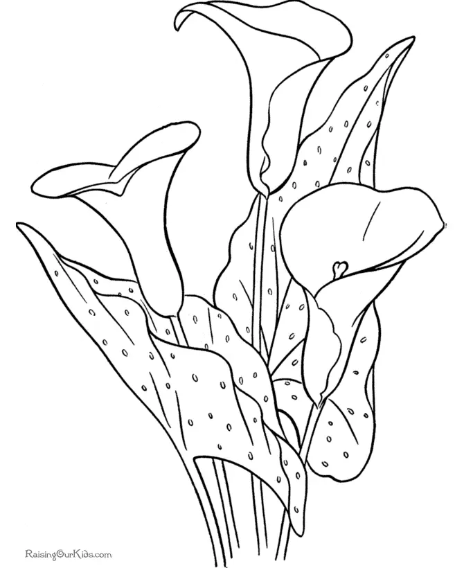 Flores para Colorear 50