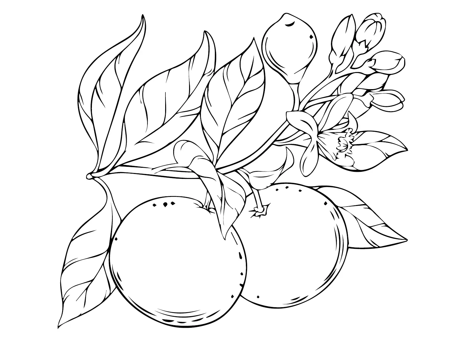 Grapefruit Ausmalbilder 3