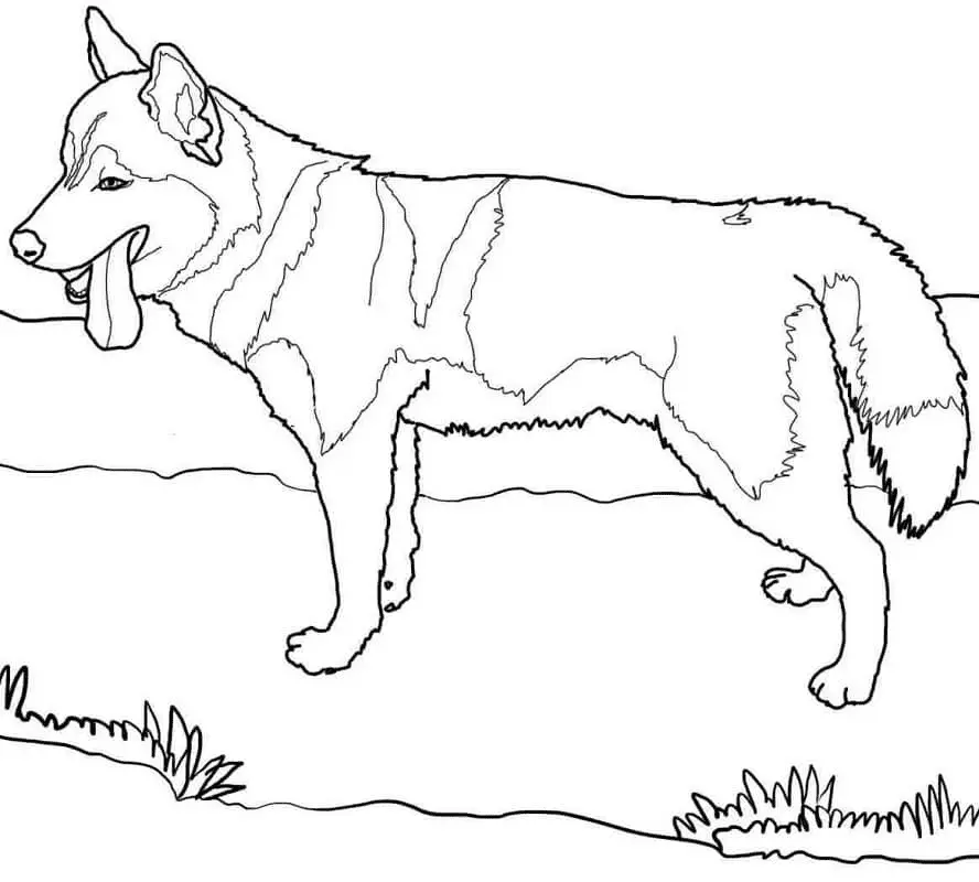 Husky Ausmalbilder 21