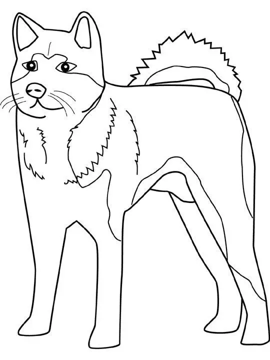 Husky Ausmalbilder 49