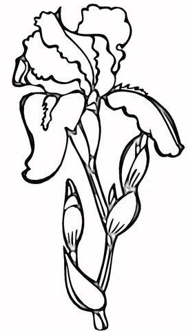Iris Coloring Pages 14