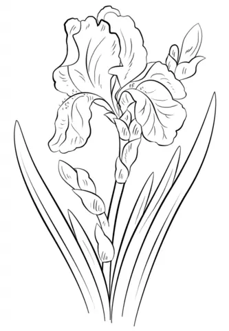 Iris Coloring Pages 4