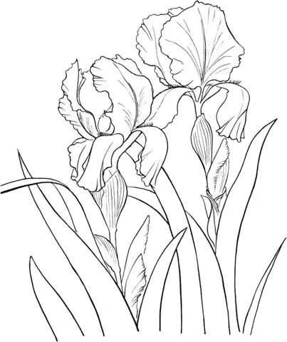 Iris Coloring Pages 7
