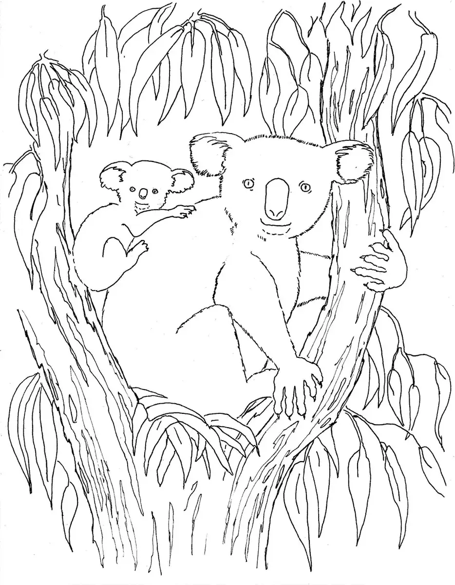 Koala Ausmalbilder 43
