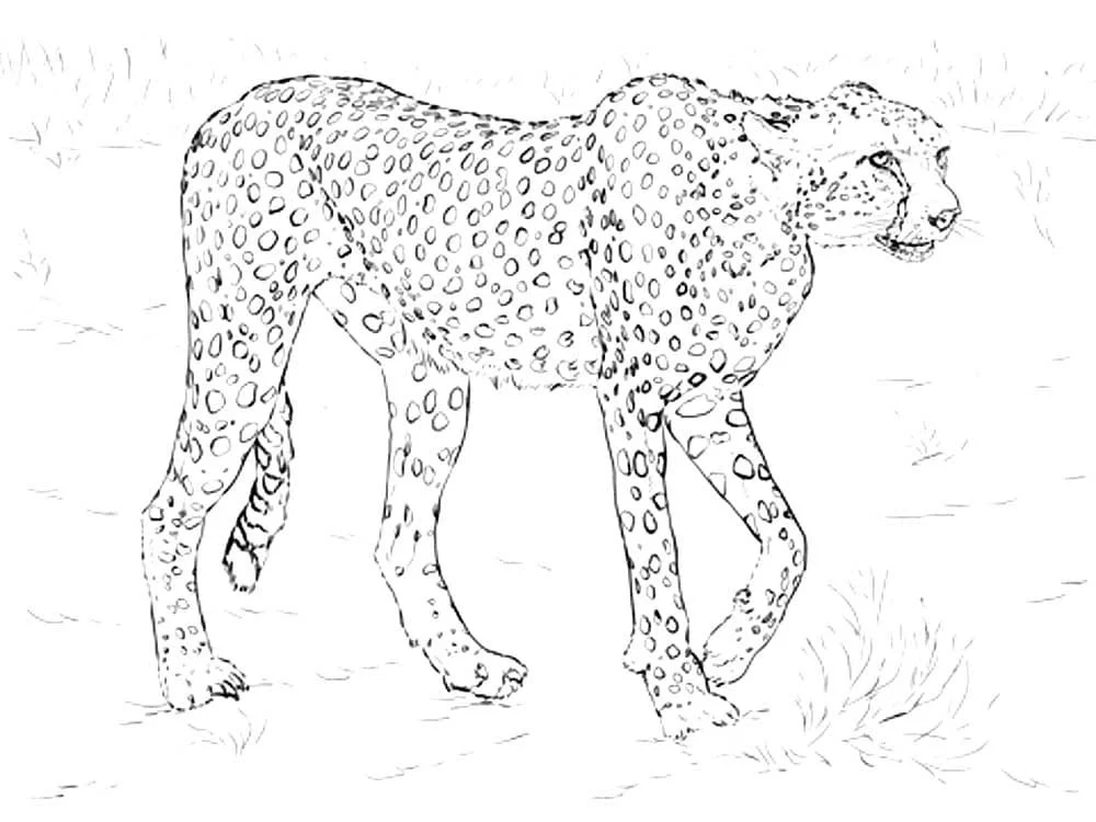 Desenhos de Leopardos Para Colorir 61