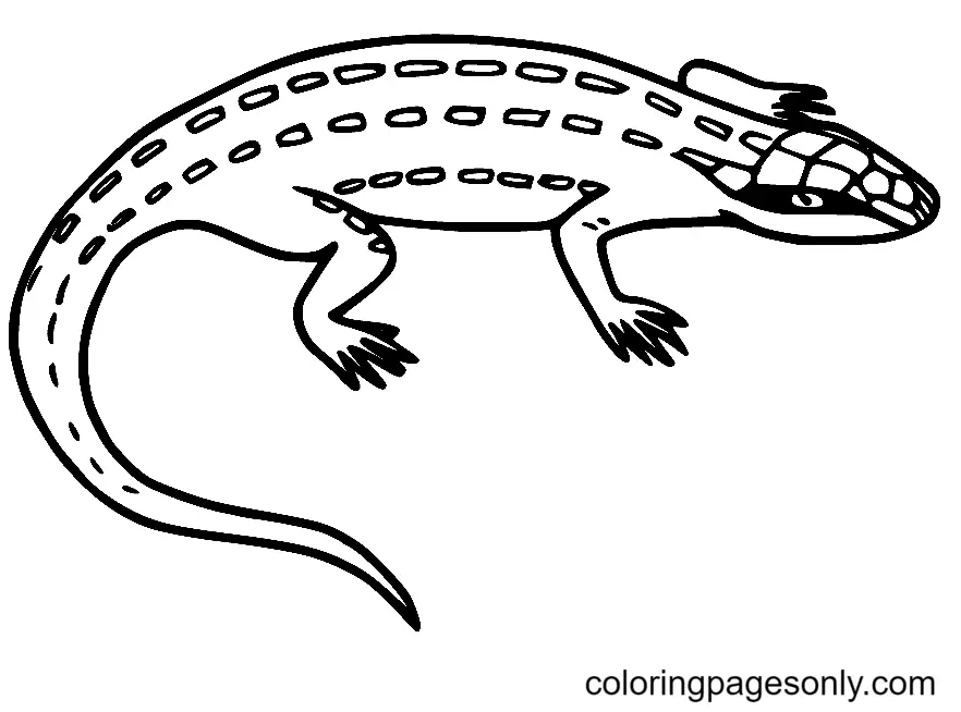 Desenhos de Lagarto Para Colorir 11