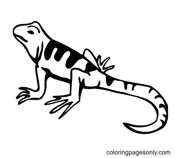 Desenhos de Lagarto Para Colorir 20