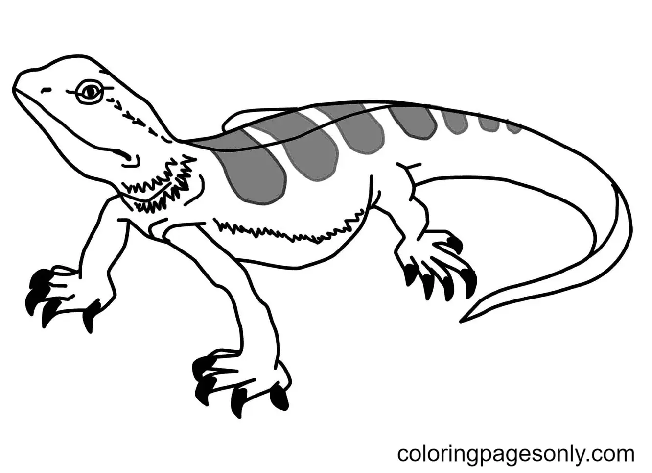 Desenhos de Lagarto Para Colorir 30