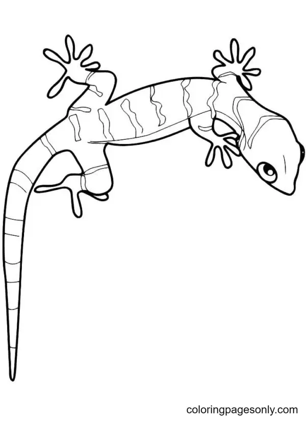 Desenhos de Lagarto Para Colorir 32