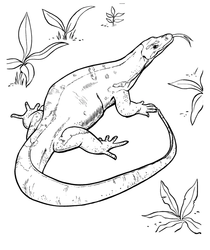 Desenhos de Lagarto Para Colorir 40