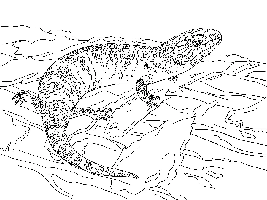 Desenhos de Lagarto Para Colorir 52