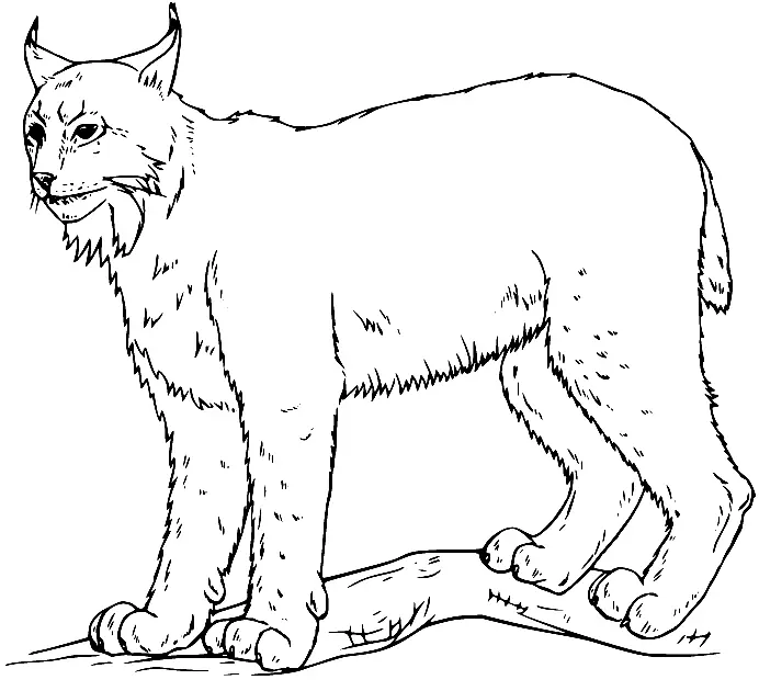 Luchs Ausmalbilder 15