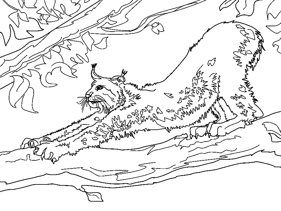 Lynx Coloring Pages