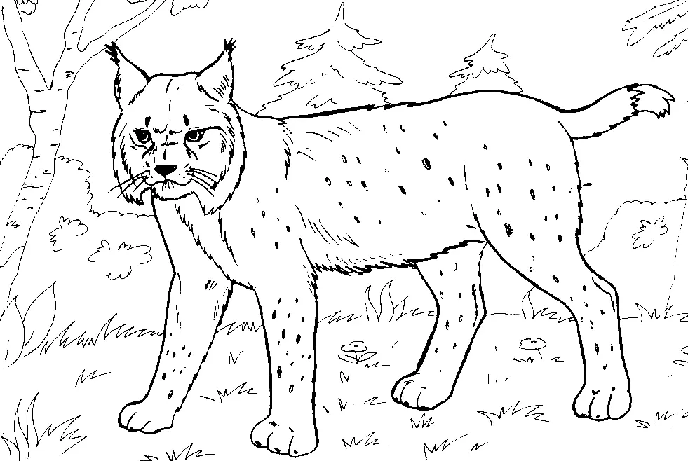 Luchs Ausmalbilder 8