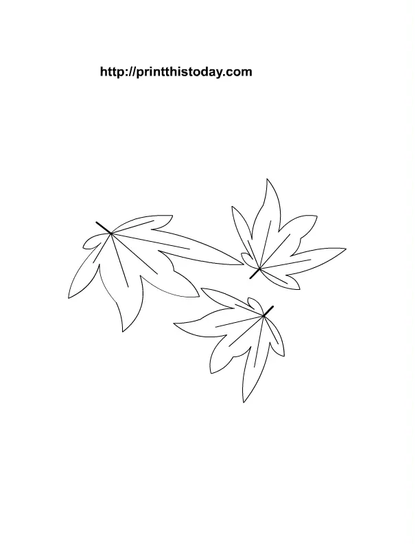 Maple Leaf Coloring Pages 11