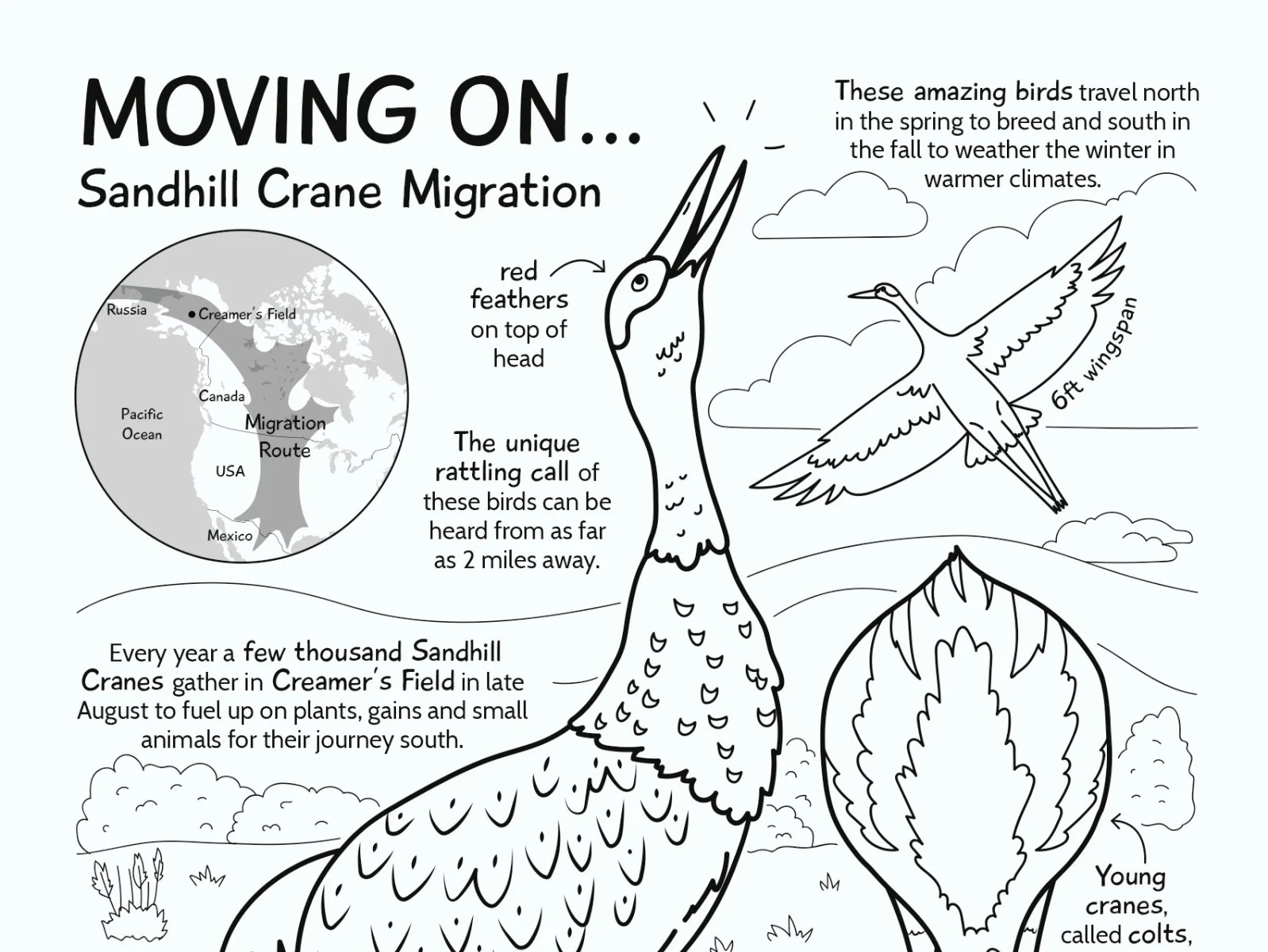 Migration Ausmalbilder 17
