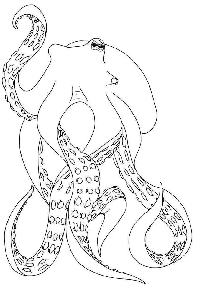 Desenhos de Polvo Para Colorir