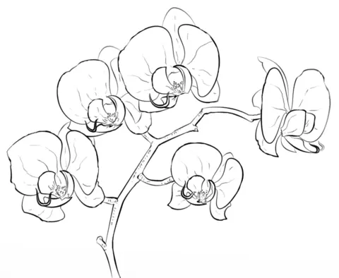 Orchideen Ausmalbilder 10